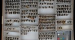 Megachile 10