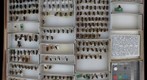 Megachile 9