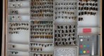 Megachile 33