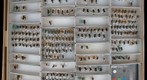 Megachile30