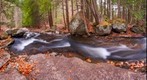 Brookside Stream
