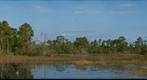 Billy's Wetlands 
