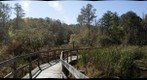 Boardwalk Through The Cattails