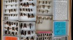 Scoliidae 2