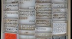 Formicidae 39.1