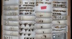 Pompilidae 8