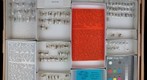Chrysopidae 3, Dilaridae, Berothidae, Polystoechotidae &amp; Sisyridae