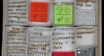 Membracidae Receiving 1