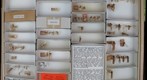 Capniidae, Chloroperlidae, Leuctridae, Nemouridae, Peltoperlidae &amp; Perlidae 1