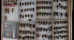 Gryllidae 1