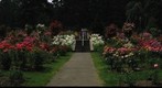 Portland Oregon Rose Gardens