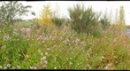 Aster habitat (left eye)
