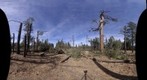 20101104 Coconino Forest Tornado Damage A