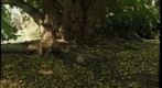 Katsura 2