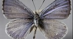 Cherry Gall Azure (dorsal), 1.67 Gigapixel Macro Photograph