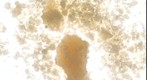 Similac Formula Recall Test Image, a 320 megapixel image constructed from 6,000 photographs 