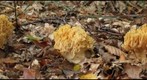 Ramaria sp (right eye)