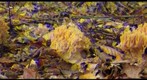 Ramaria sp (Y/B - anaglyph)