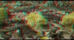 Ramaria sp (R/C - anaglyph)