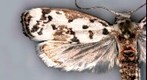 moth test 01