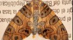 Mariposa