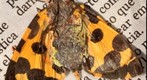 Mariposa 