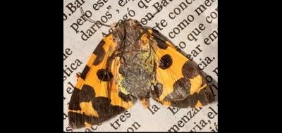 64449-400x189