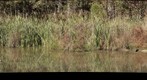 Turtles Sunning on a Fall Day