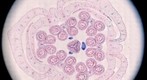 plant cells 02
