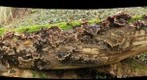 Auricularia mesenterica