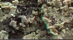 Auricularia mesenterica (3D)