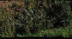 Shrub at Carnegie Mellon University