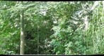 green phipps