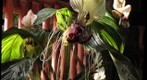 Bat Flowers at the Phips Botanical Garden