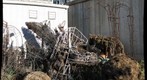 Animal Frames