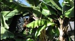 Bananas