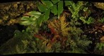 Selaginella