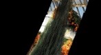 Verticle Tree