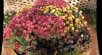 Gigapan Practice_ Flowerbed_BotanicalGardens
