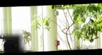 Phipps Panorama