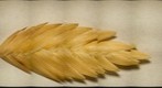 Sea Oat Spikelet