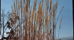 Grasses