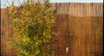 Plant with a fence behind it