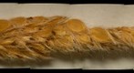 Vasey Grass Spikelets