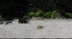 Japanese Garden at the MFA