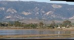 101113 Devereux Slough north end birds with Santa Ynez Mountains, Goleta, California