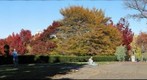 Phipps Conservatory