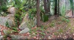 Side Trail at the Ledges