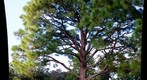 Slash Pine Tree