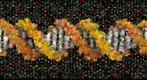 Photomosaic of a DNA molecule